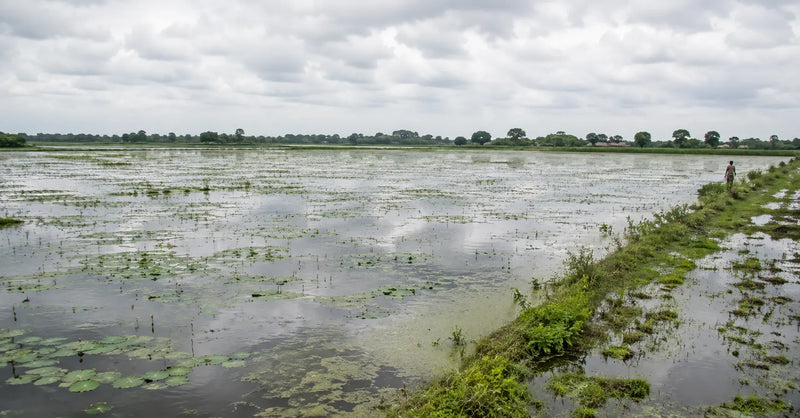 The Crop That Turned Bihar's Floods Into an Asset