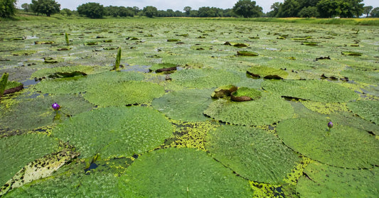 One Indian State Grows Almost 90% of the World's Makhana