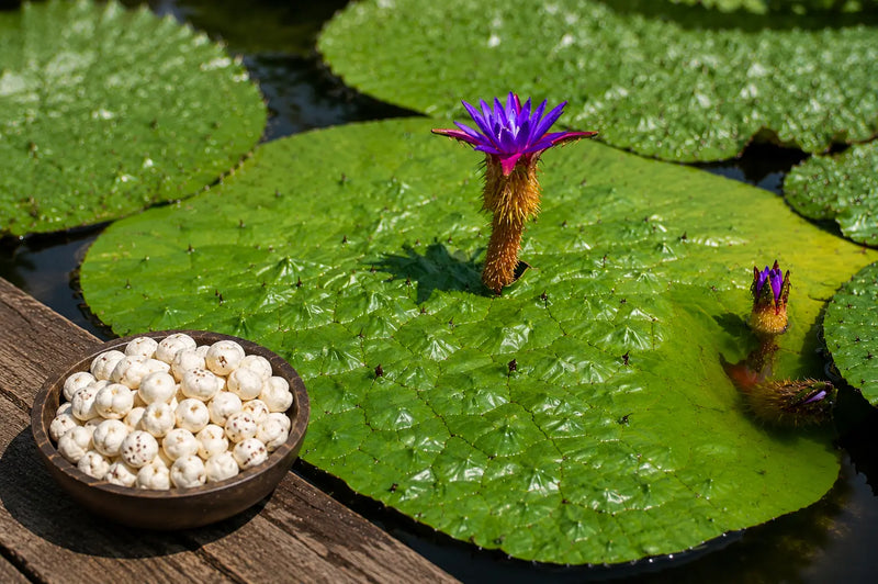 Why Good Makhana Isn't Cheap: One Plant, One Small Bowl a Year
