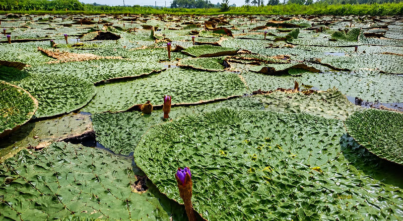 Six Months Underwater: The Secret Calendar of a Makhana Crop